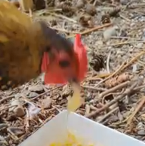 haroldpopcorn3.png