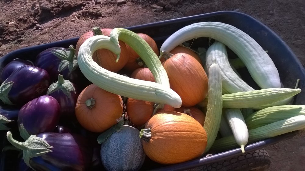 Harvest 081414.jpg