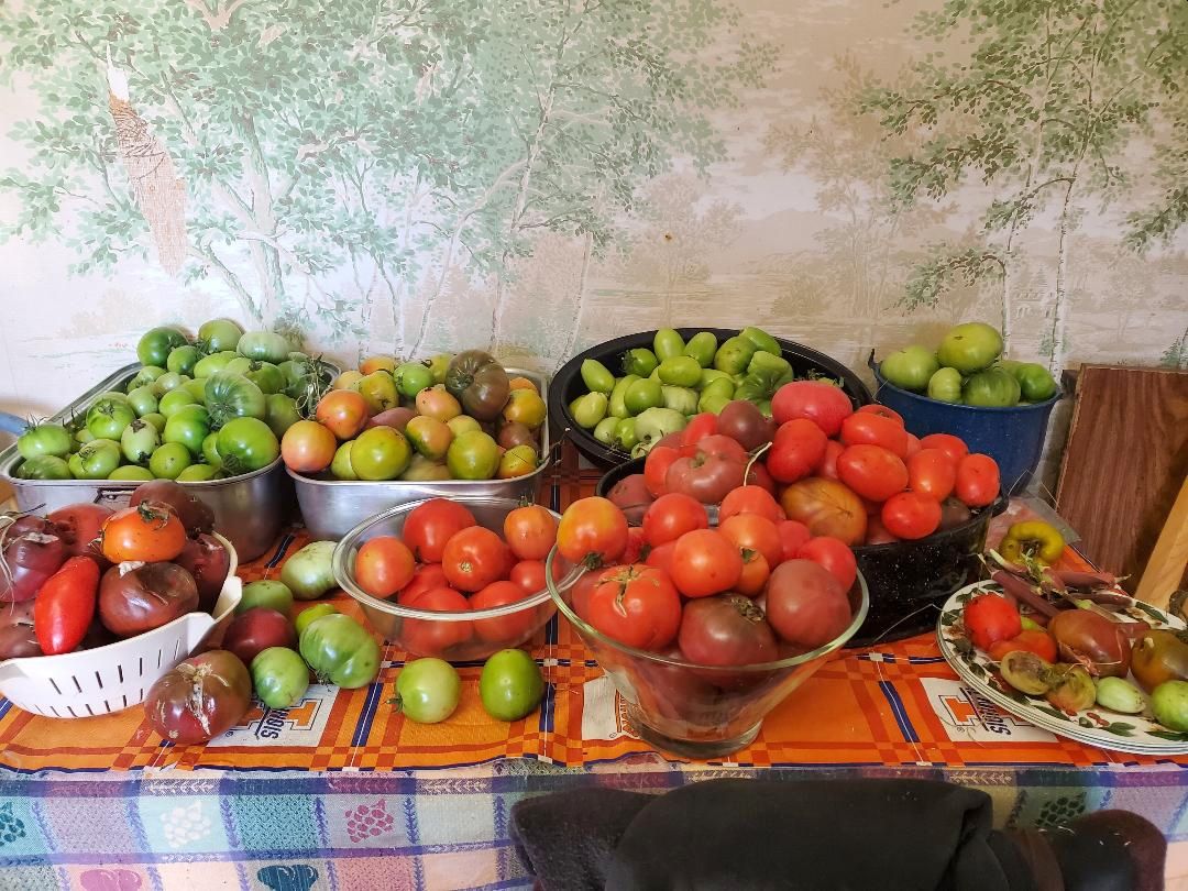 Harvest, 10-07 & 10-14-22.jpg