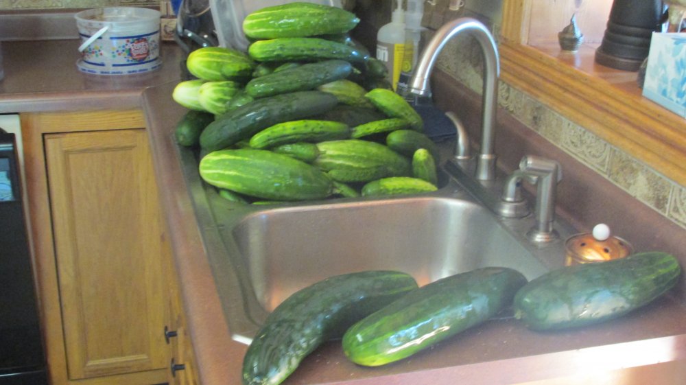 harvest 2014 048.JPG