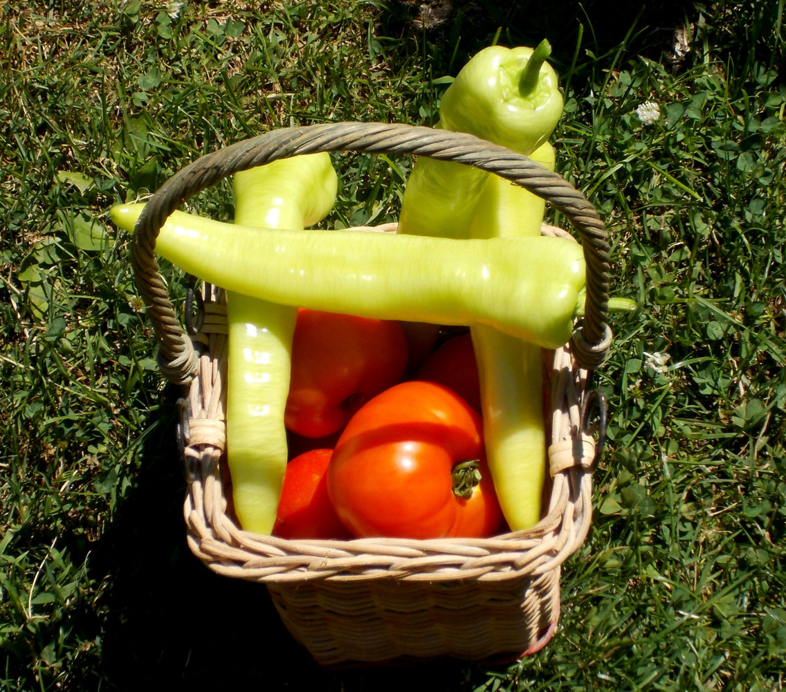 harvest.jpg