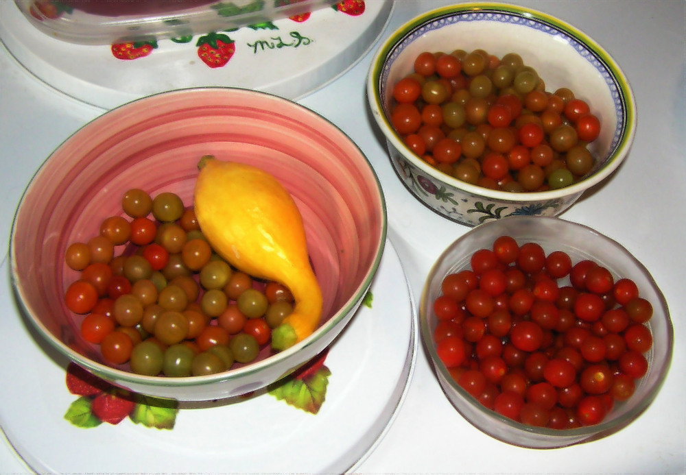 Harvest22Sept2023b.JPG