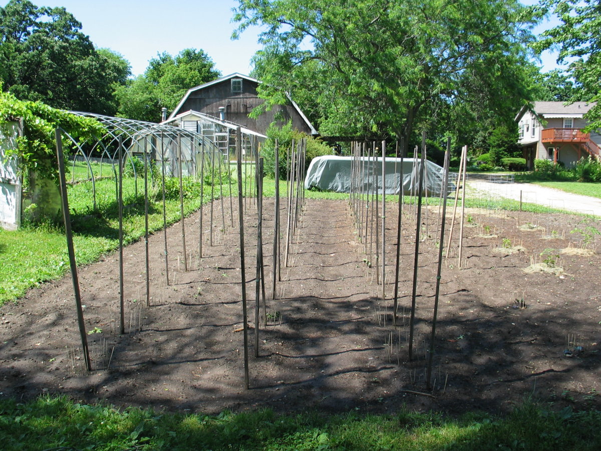 Harwood Pole Beans 6-15-17.jpg
