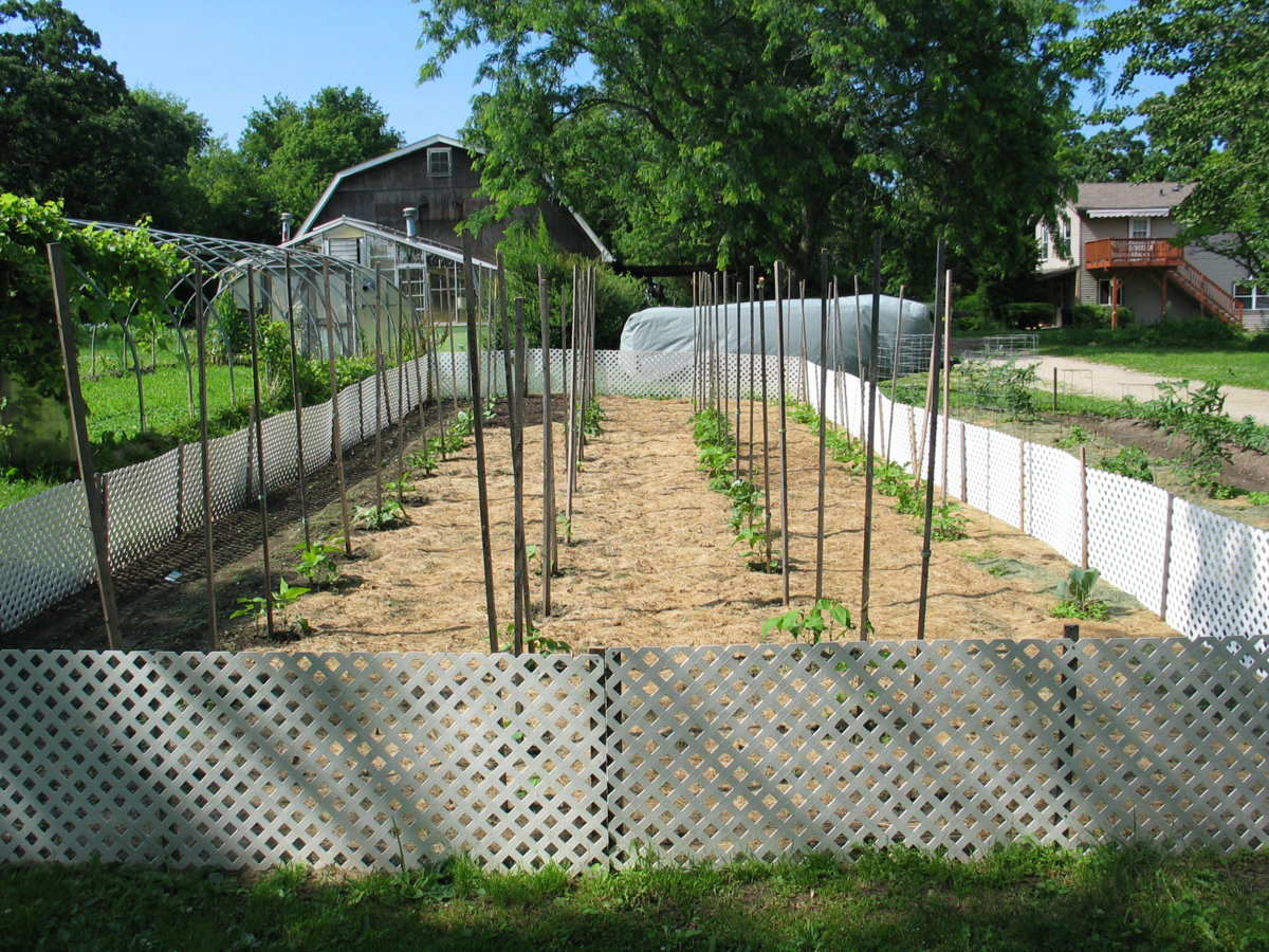Harwood Pole Beans 7-3-17 #1.jpg