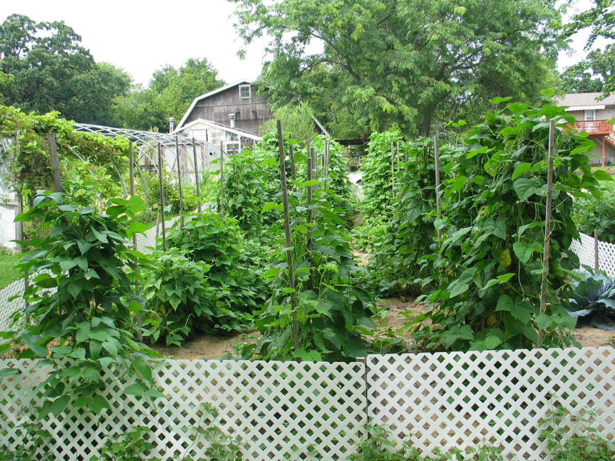Harwood Pole Beans 8-21-17 #1.jpg