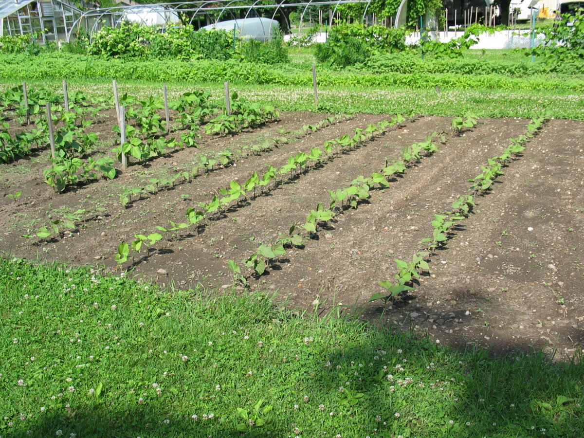 Harwood Snap Beans - 7-3-17.jpg