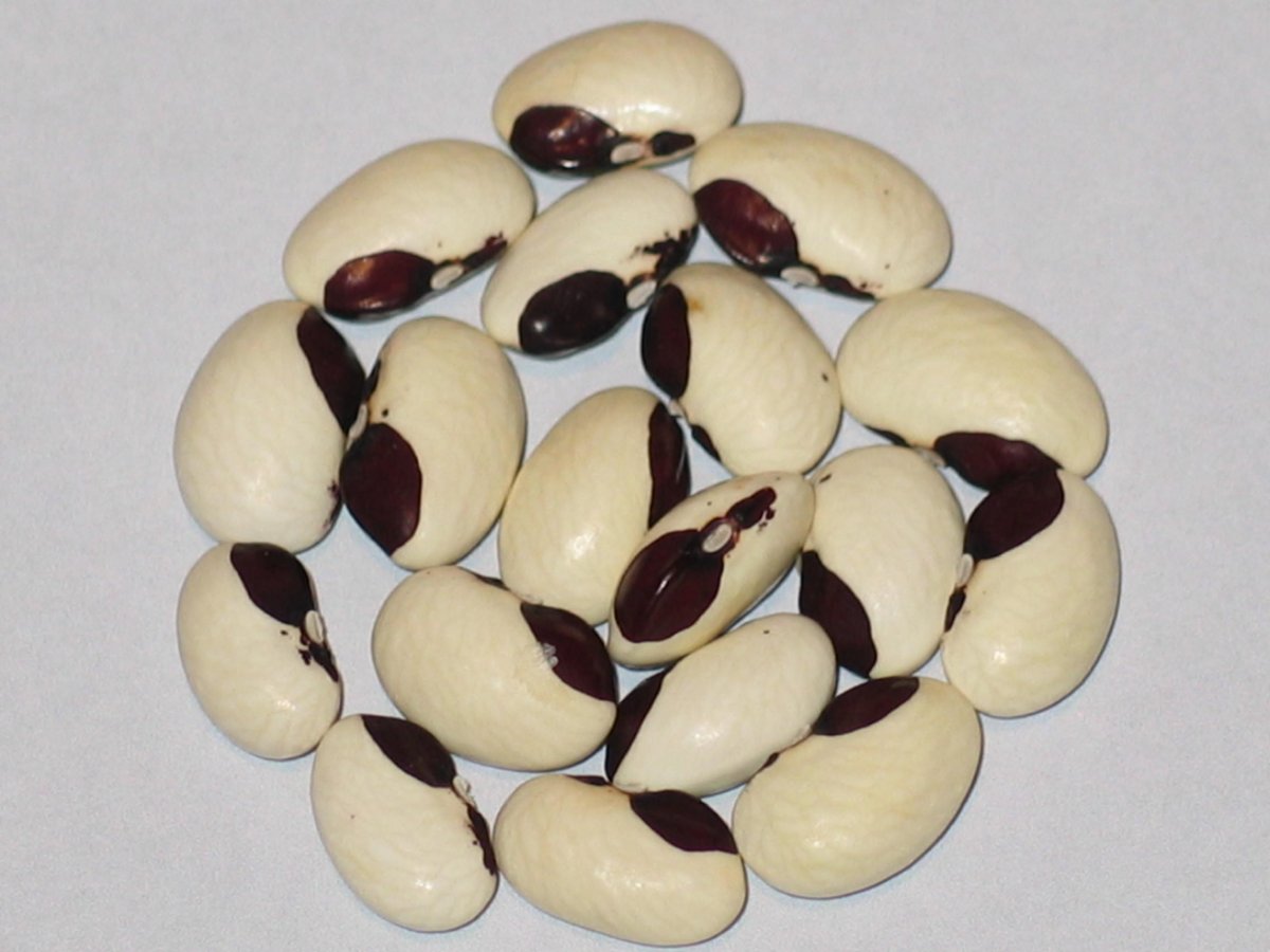 Hashuli.JPG