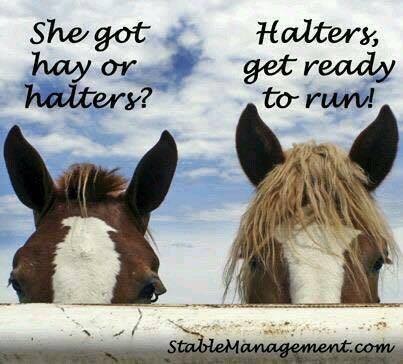 hay or halter.jpg