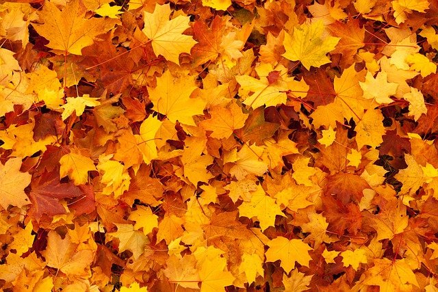 Leaves Leaves