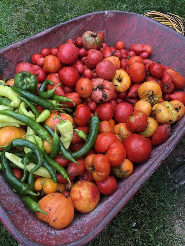 Heirloom tomato harvest 2023.jpg
