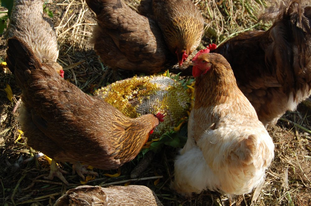 hens eating sunflower.jpg