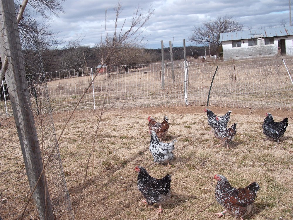 Hens.JPG