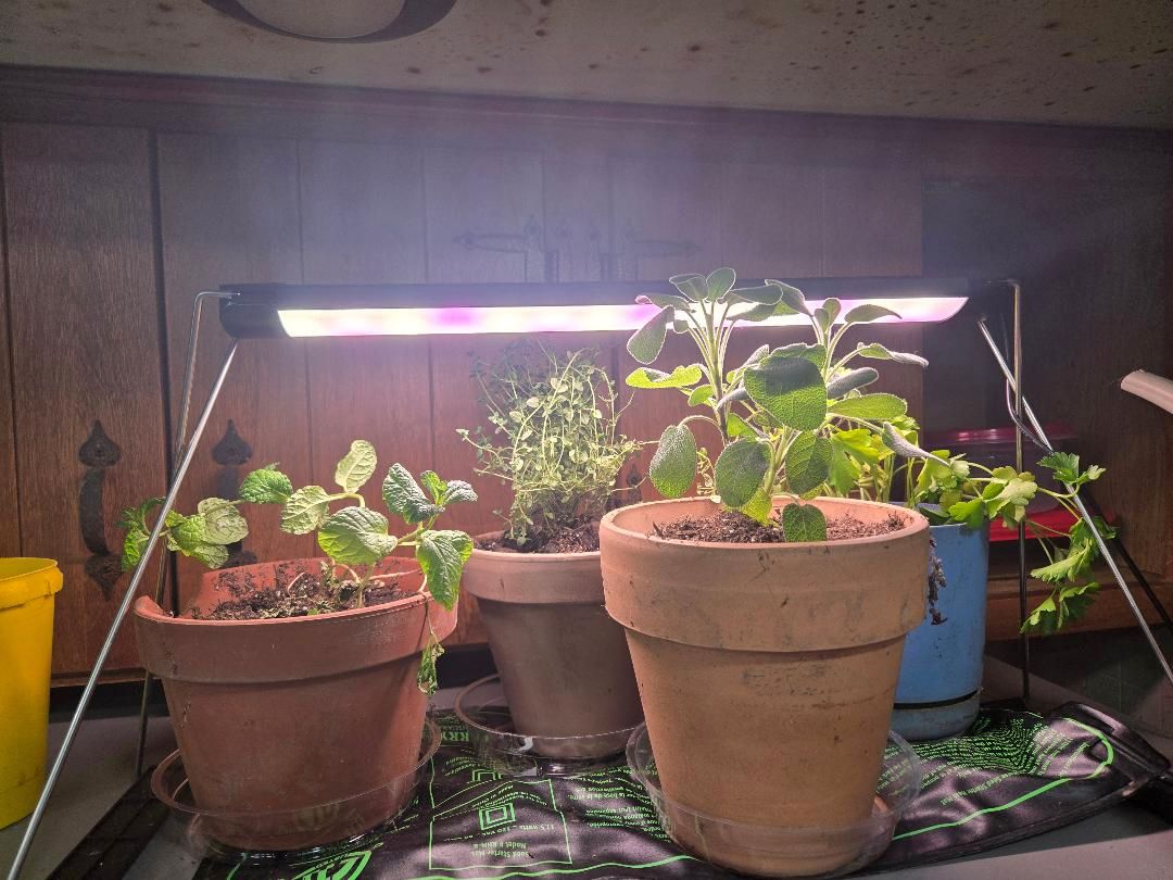 Herbs from Meijer for fridge growing, 02-15-26.jpg