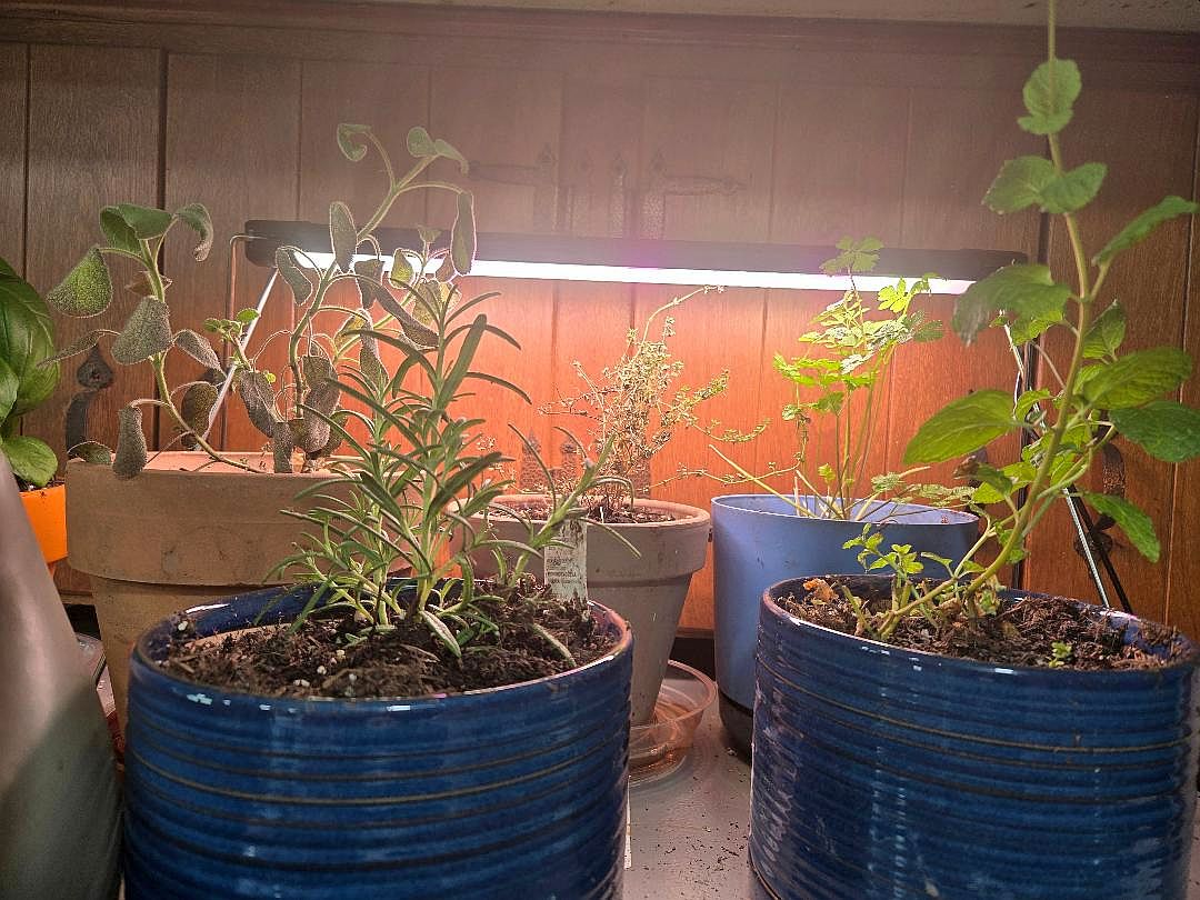 Herbs on fridge, 04-15-26, #1.jpg