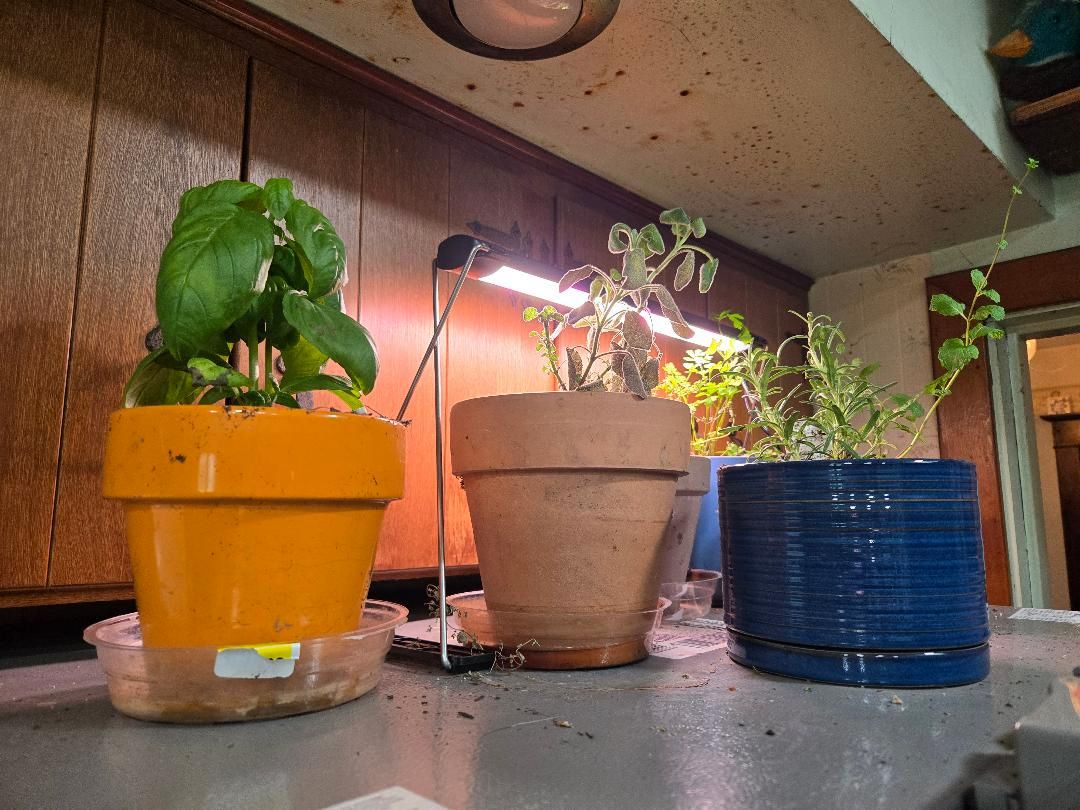 Herbs on fridge, 04-15-26, #2.jpg