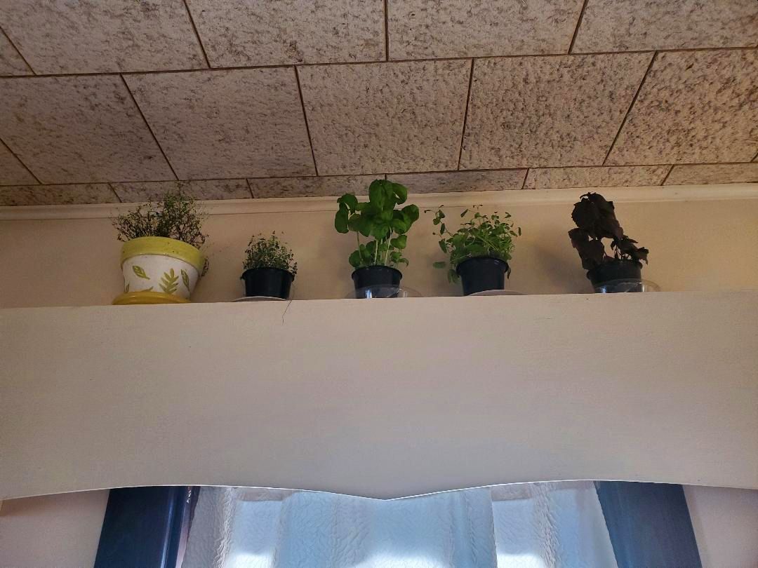 Herbs on top of the AC window, 2022.jpg
