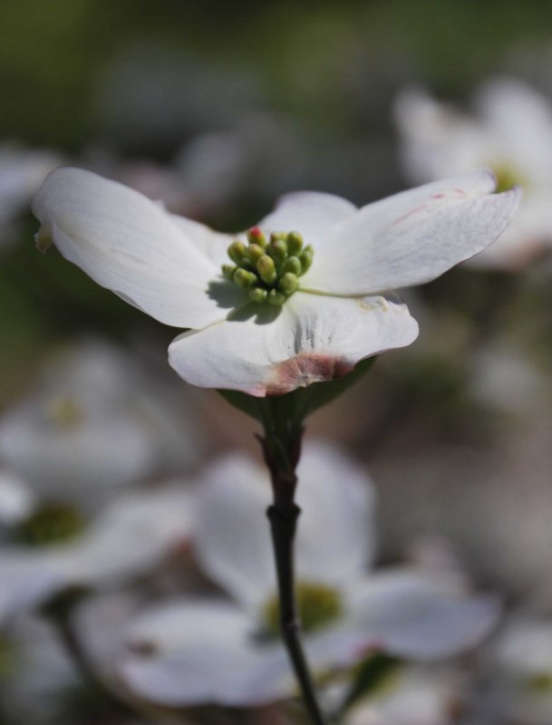 hhp (1)_edited-1.jpg