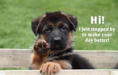 Hi Puppy.jpeg