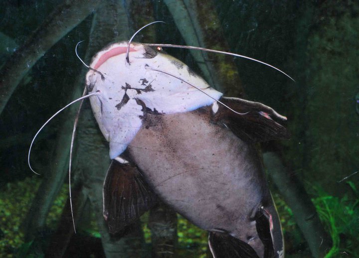 hingoa1.jpg