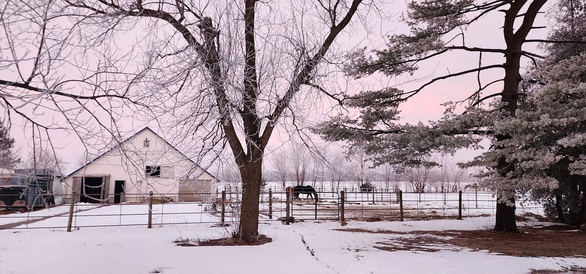 Hoarfrost, 02-25-26, #3.jpg