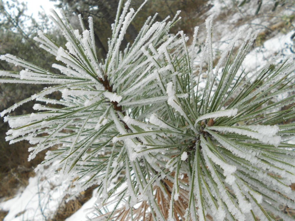 Hoarfrost jan 14 017.JPG