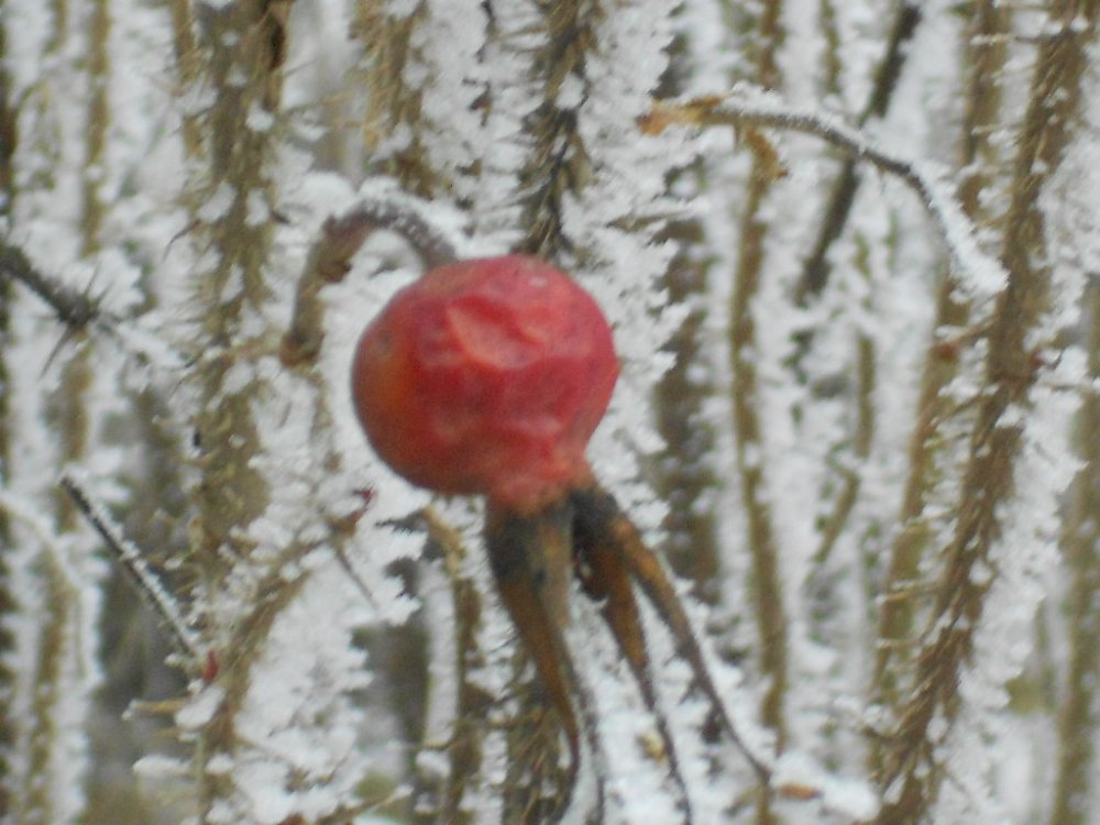 Hoarfrost jan 14 021.JPG