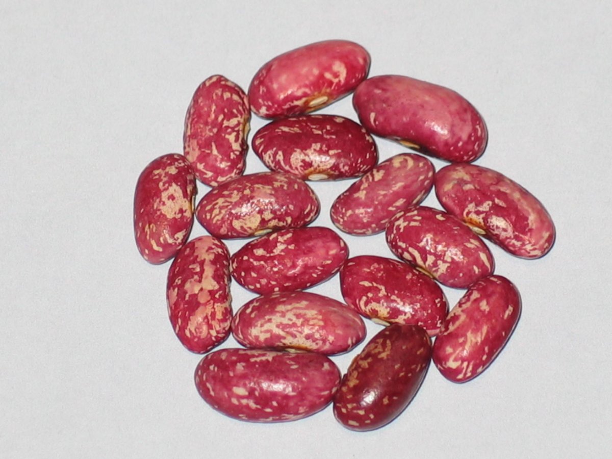 Hodson Yellow Pod - 5.25 oz.JPG