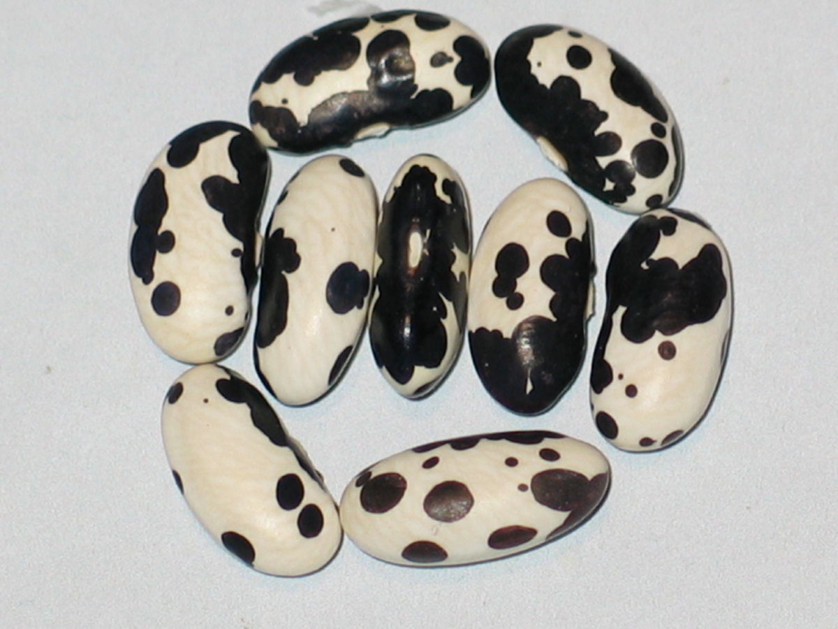 Holstein #1.jpg