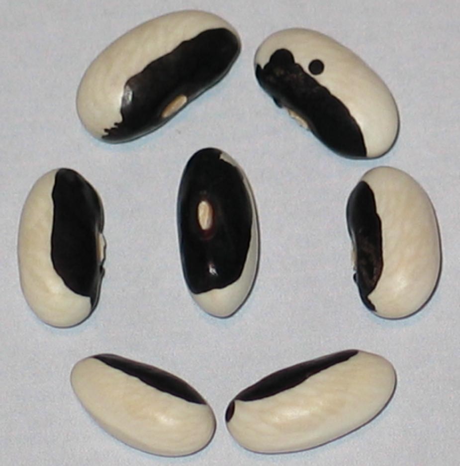 Holstein 2018 Segregation kb.jpg