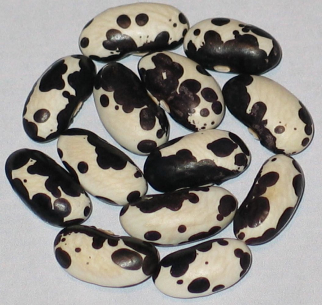 Holstein kb.jpg
