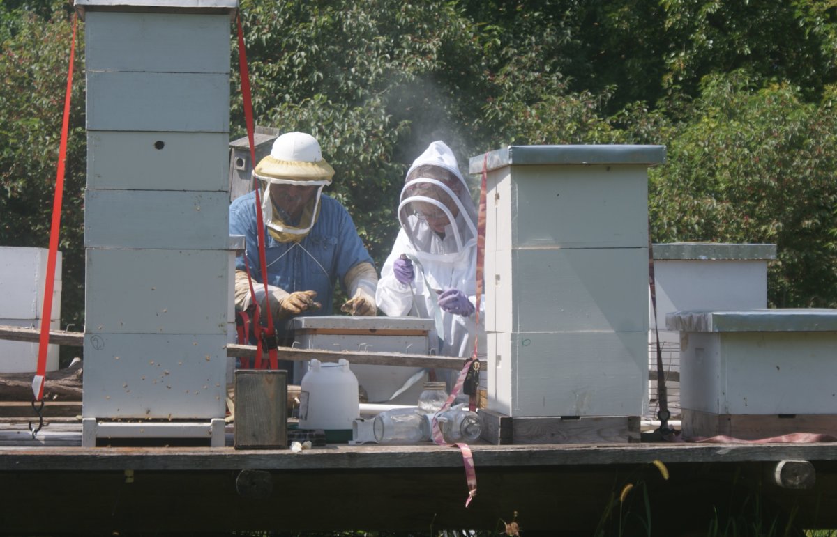 honey harvest sept 2017 043.JPG