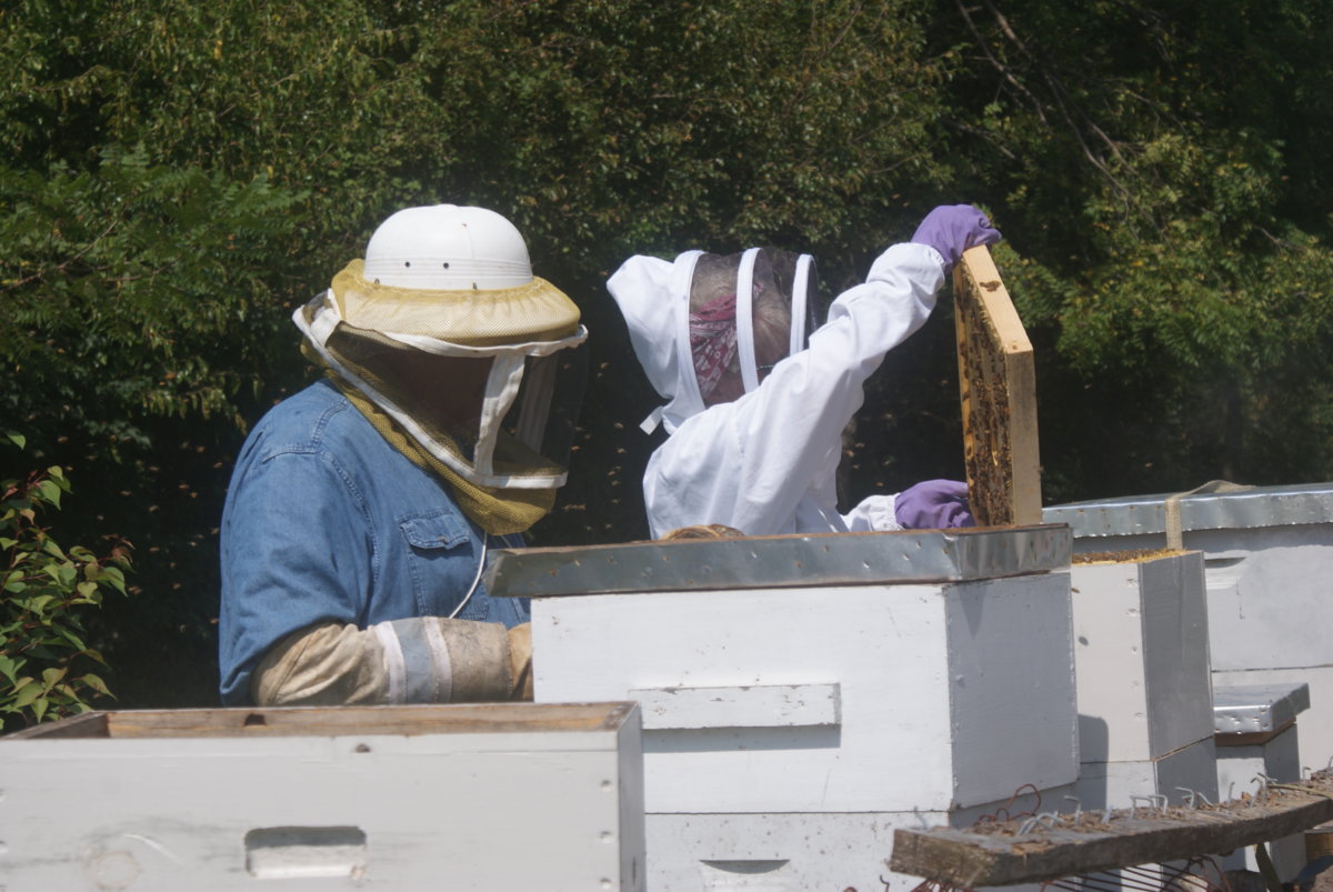 honey harvest sept 2017 044.JPG