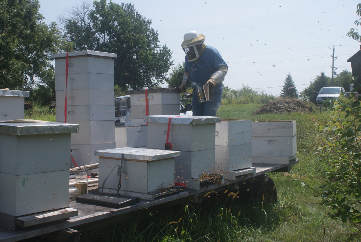 honey harvest sept 2017 049.JPG