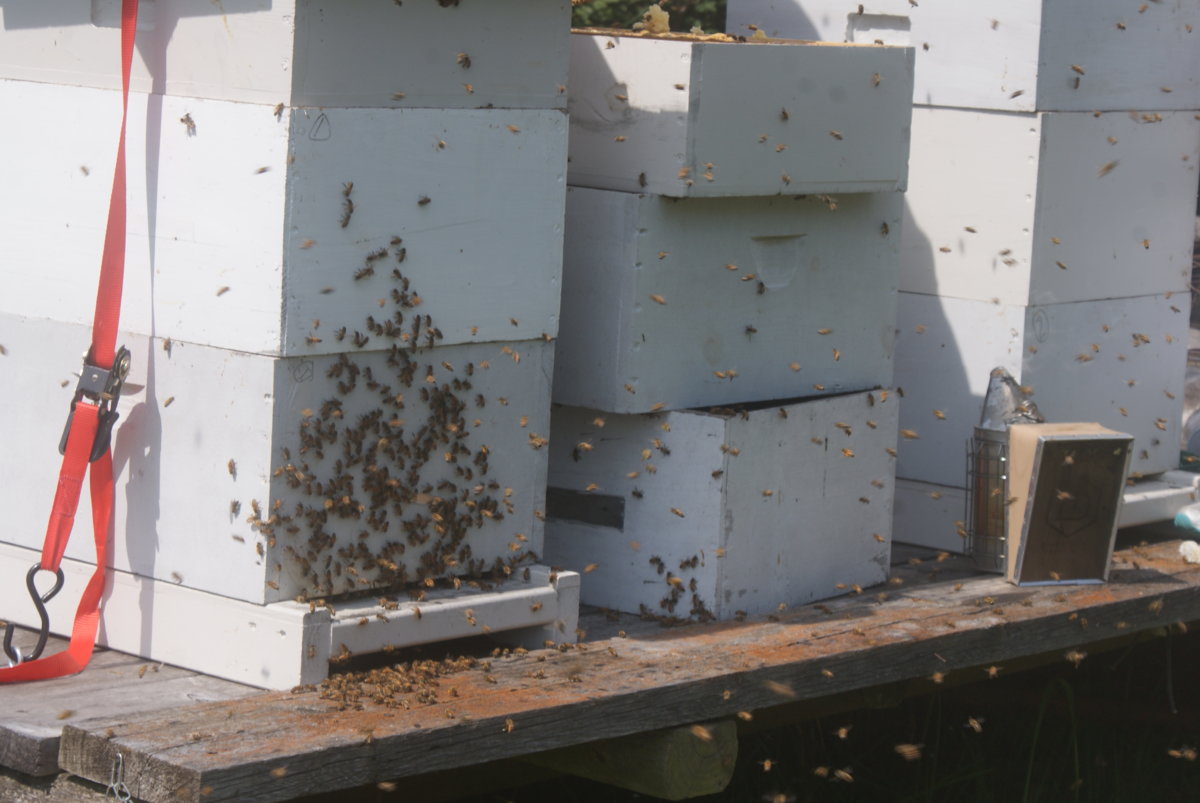 honey harvest sept 2017 070.JPG