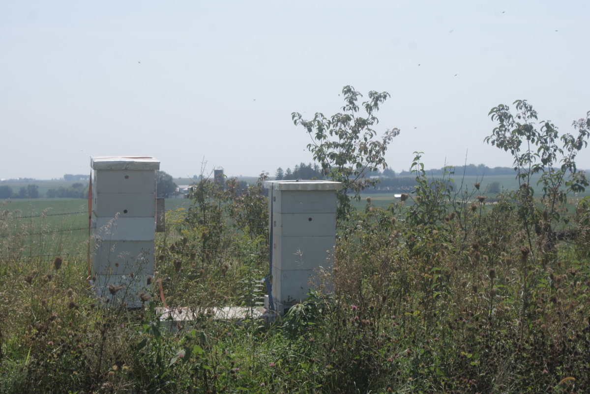 honey harvest sept 2017 081.JPG