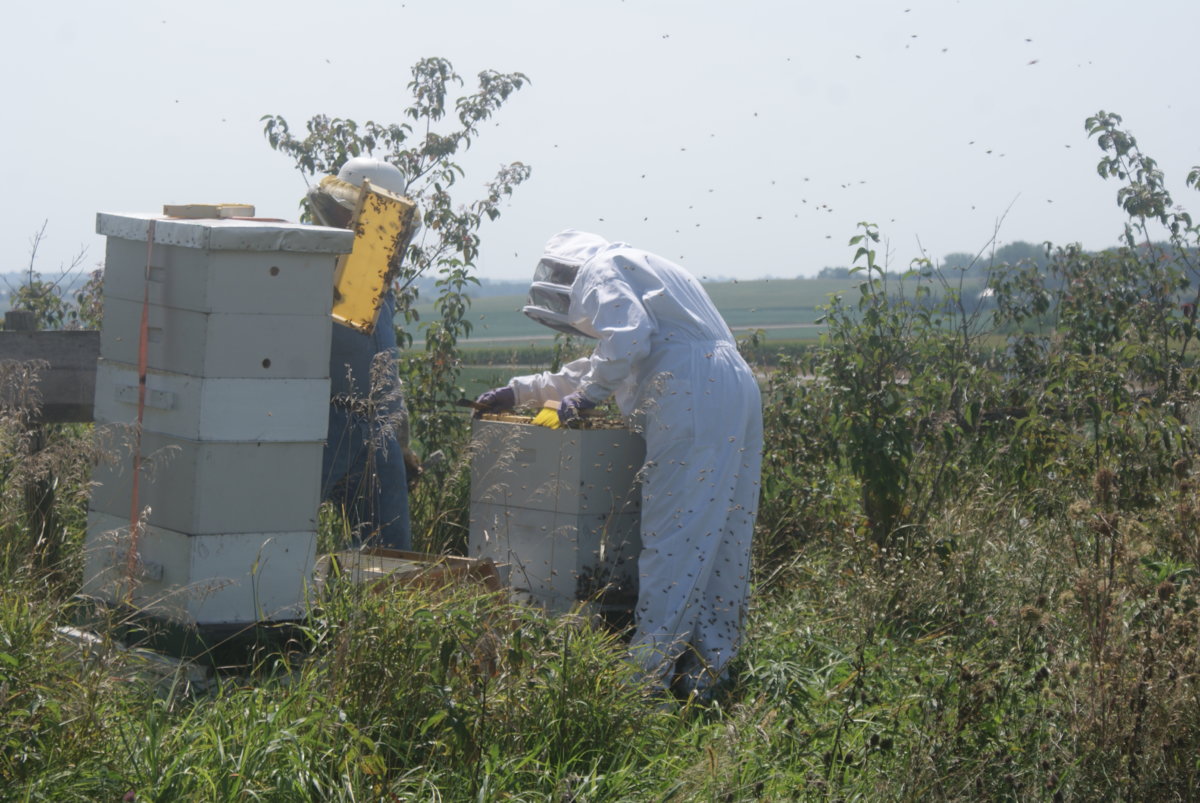 honey harvest sept 2017 101.JPG