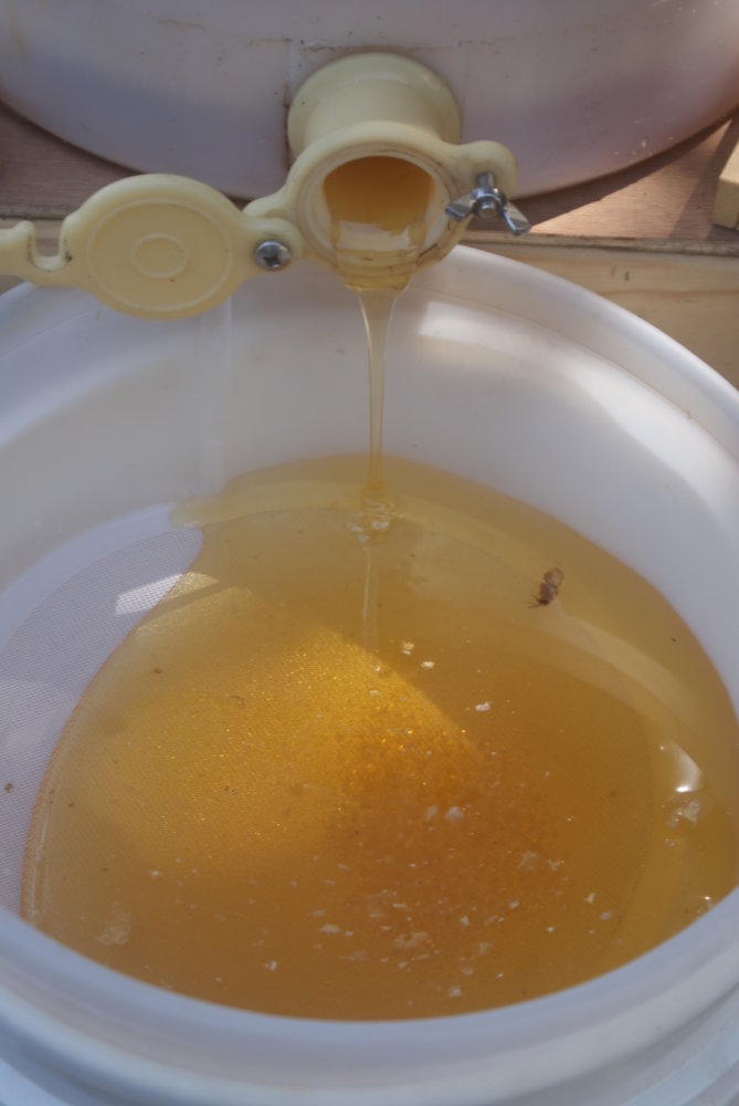 honey harvest sept 2017 146.JPG