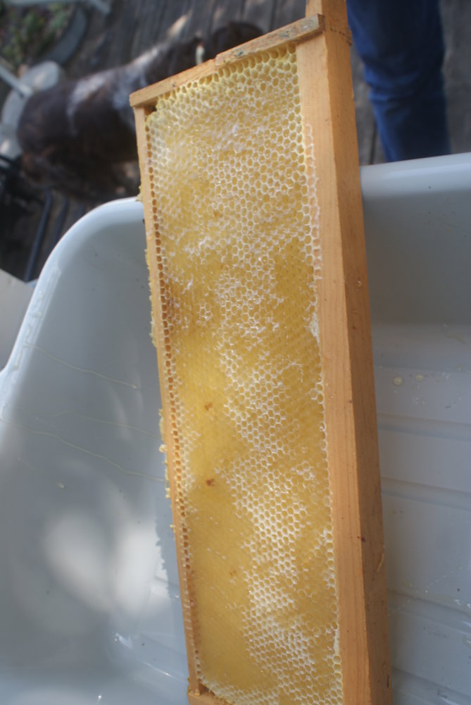 honey harvest sept 2017 154.JPG