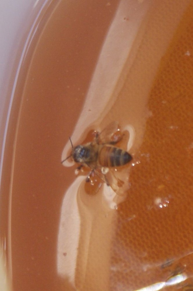 honey harvest sept 2017 162.JPG