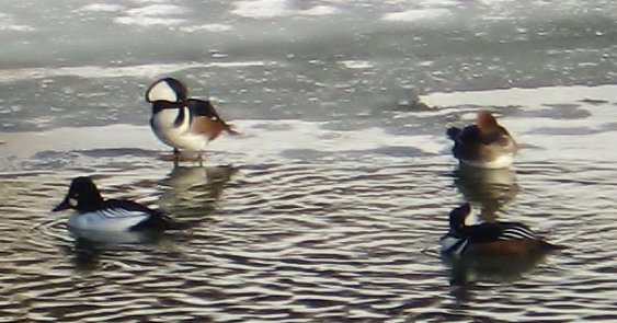 hooded mergansers wf river 2.jpg