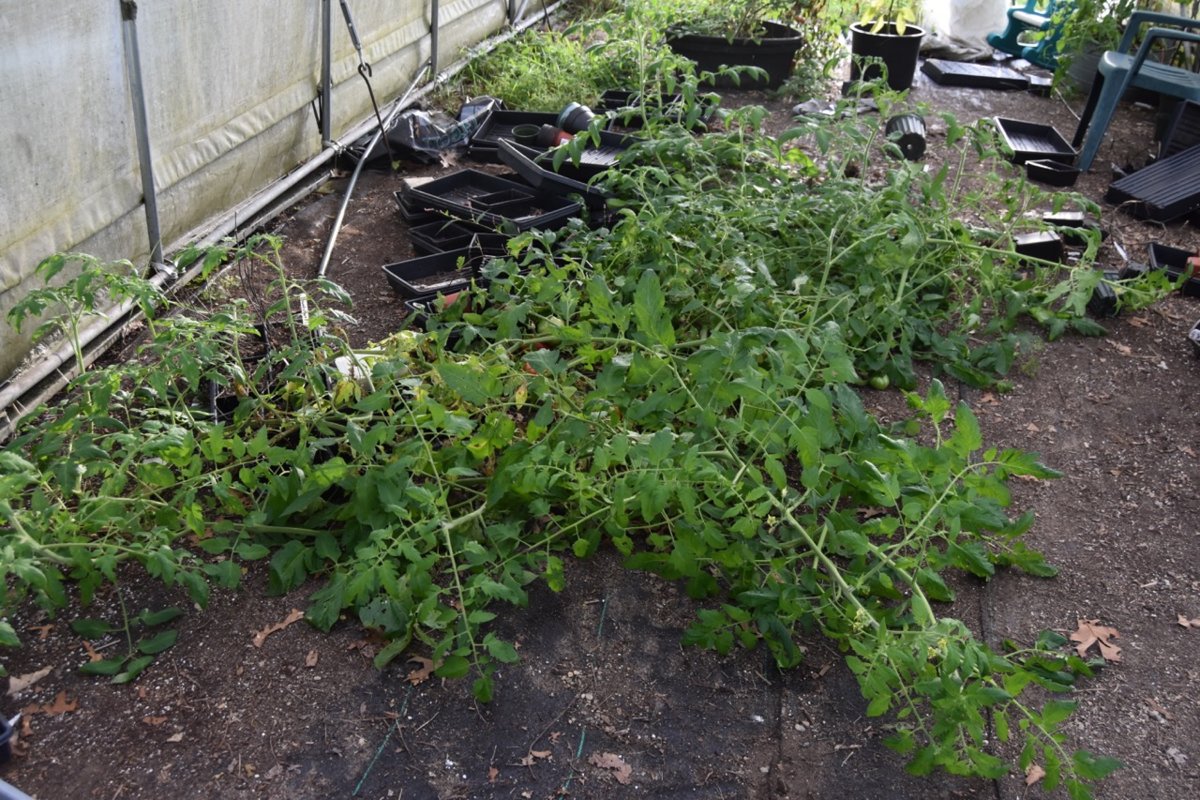 hoophouse tomatos.jpg