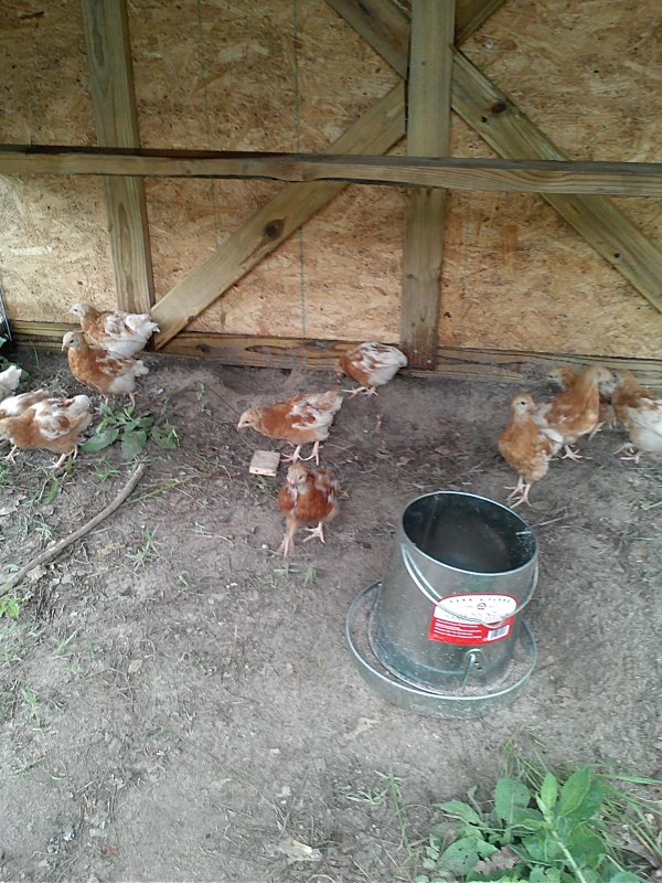 Hop chicks.jpg