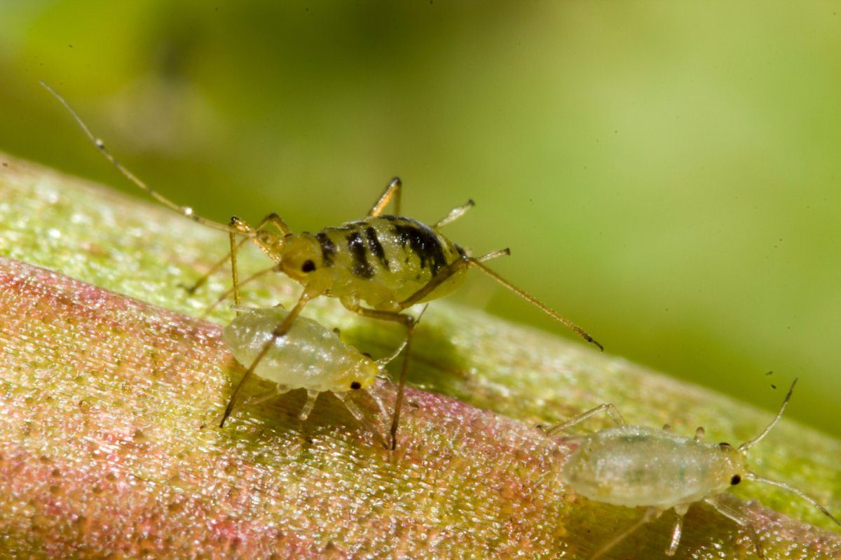 Greenhouse Pest Control