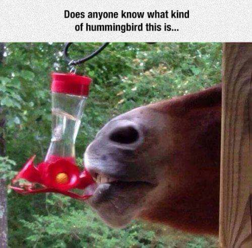 horse hummer.png