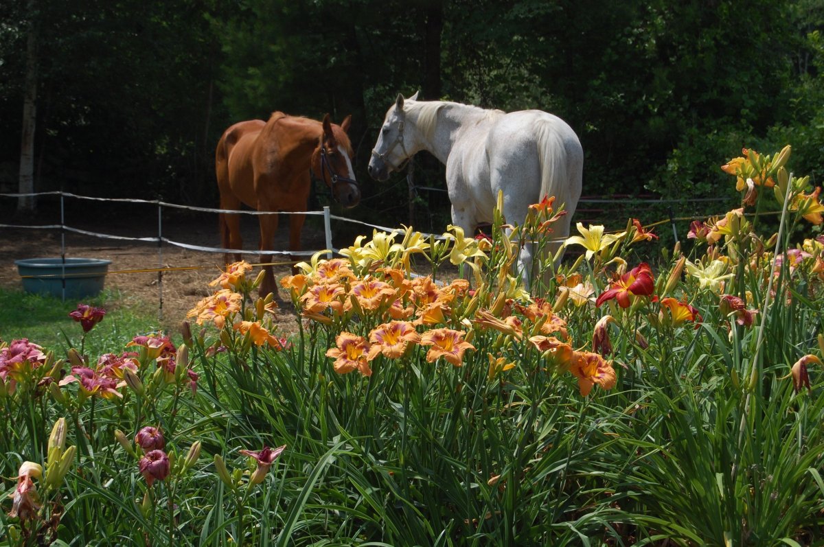 horses and daylilies.jpg