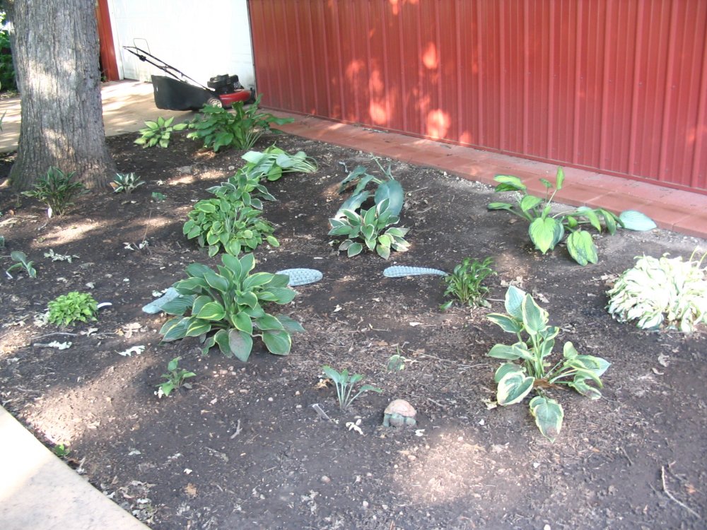 HOSTA BED 07-1.JPG