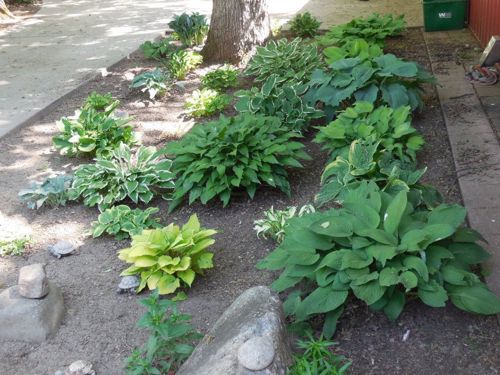 hosta bed 2016.JPG