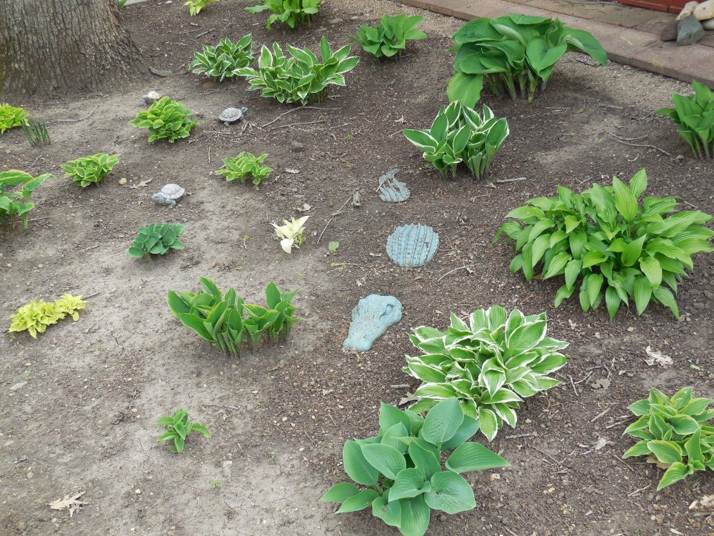 hosta bed.JPG