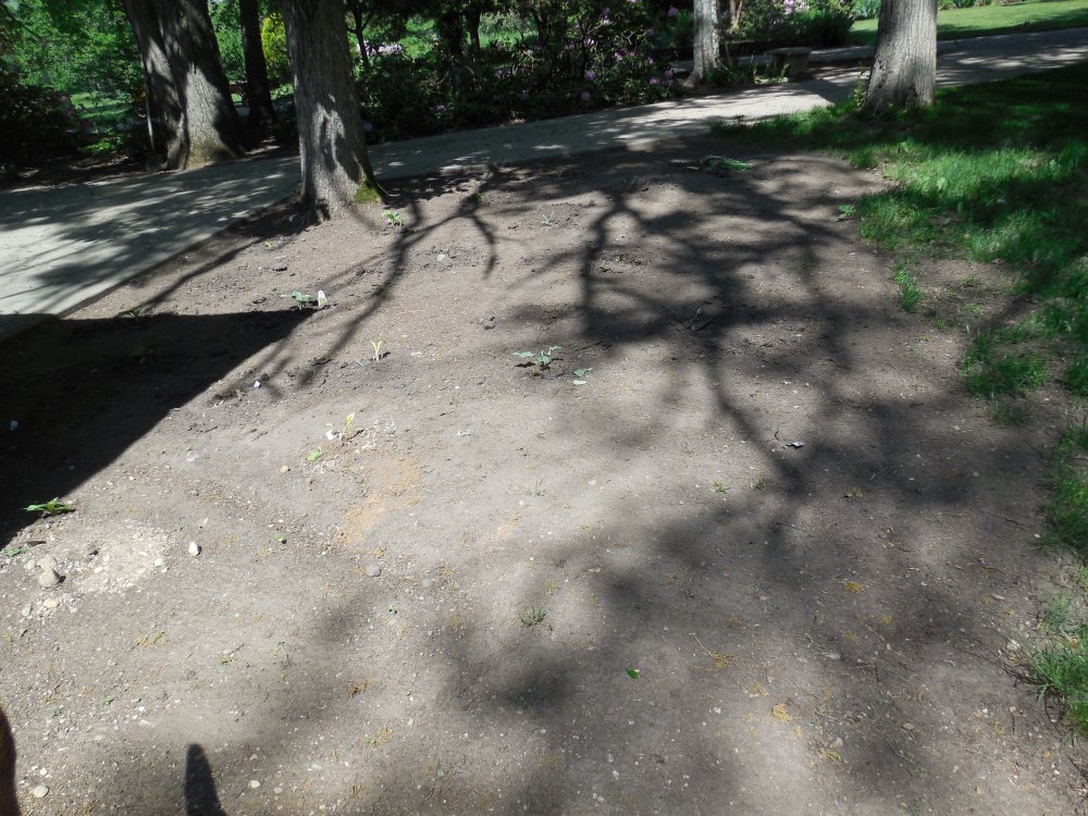 Hosta bed nes 2016.JPG