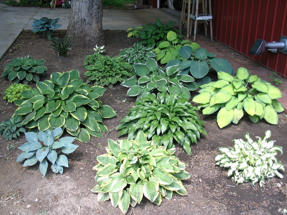 Hosta bed north.JPG